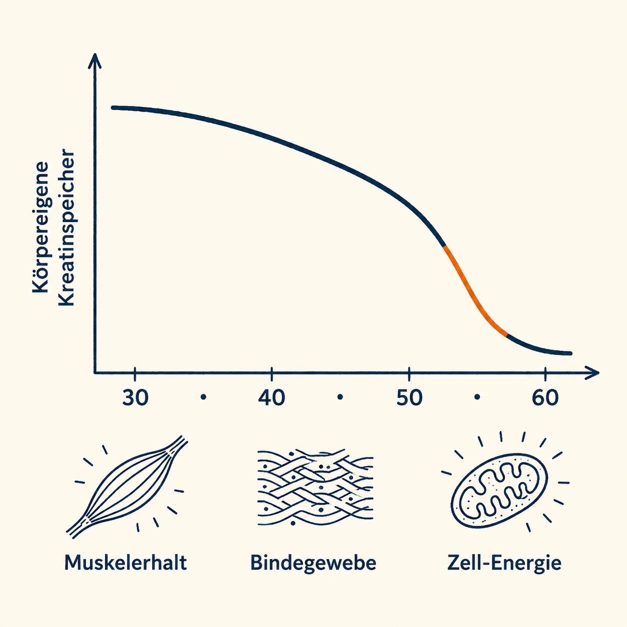 Infografik: körpereigene Kreatinspeicher sinken mit dem Alter — relevant für Muskelerhalt, Bindegewebe und Zell-Energie